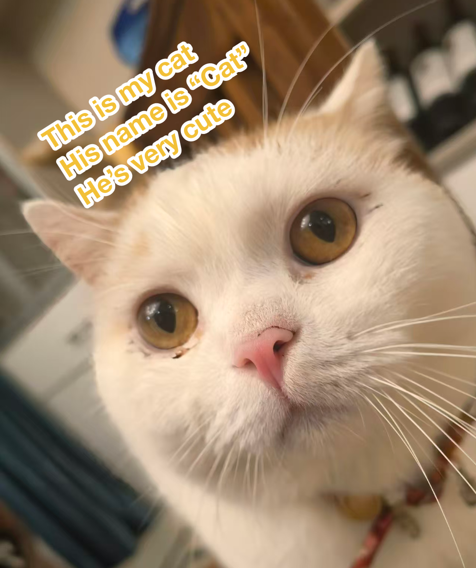 Cat
